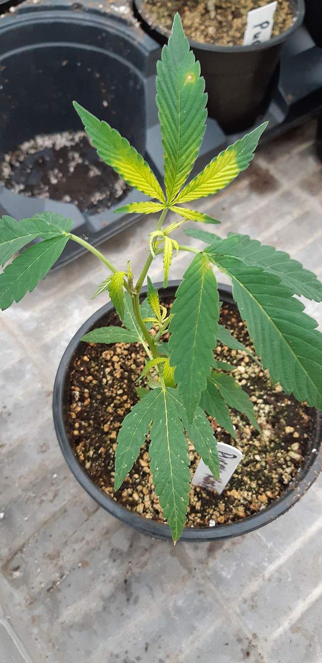 Ideal Temperature and Humidity for Weed Grow