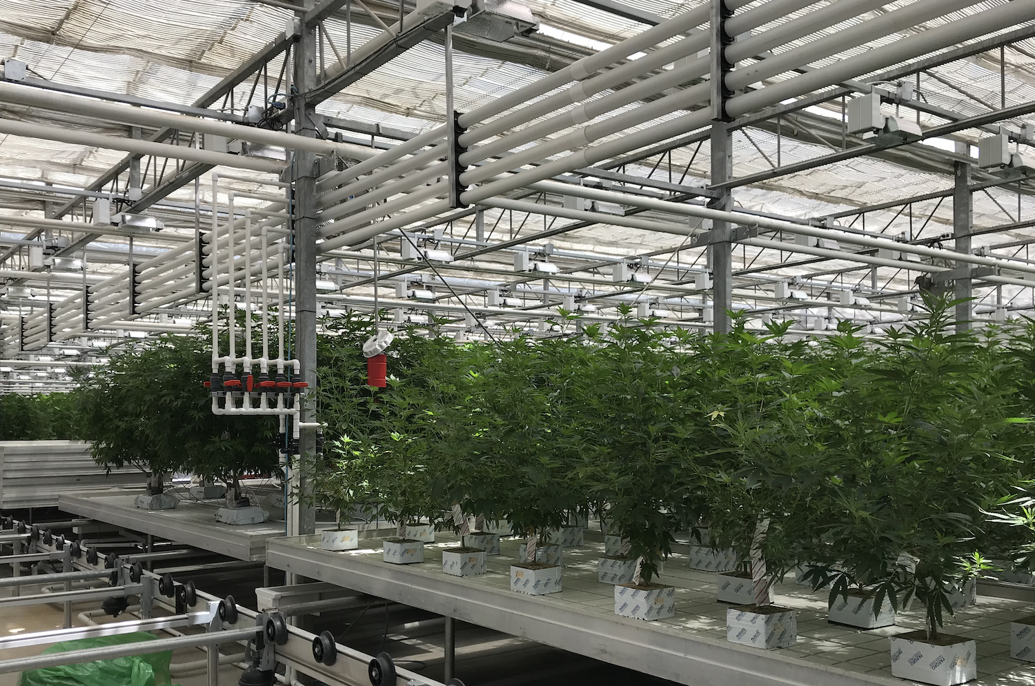 canntrust crisis deepens as stock plunges sales halt grow opportunitygrow opportunity