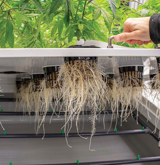 The aeroponics advantage - Grow OpportunityGrow Opportunity